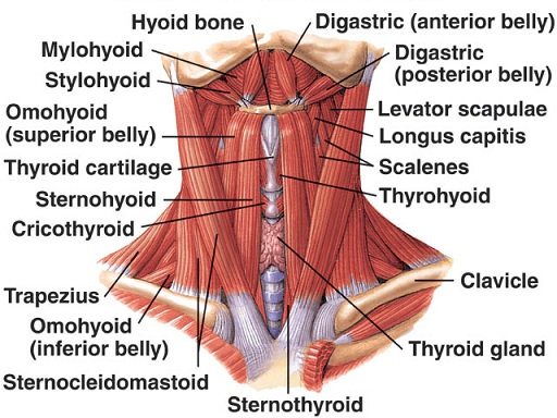 anterior neck muscles