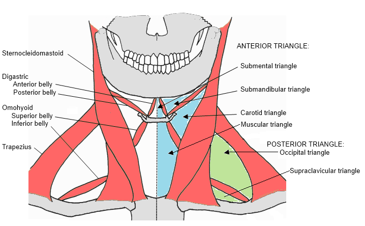 neck triangles