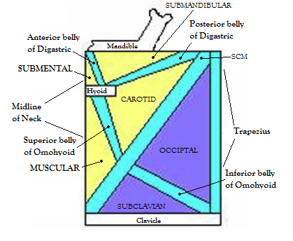 neck triangle schematic