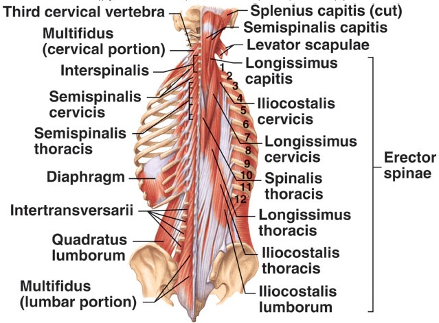 deep back muscles (1)