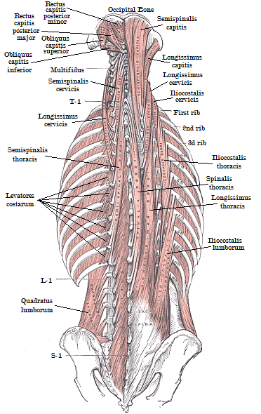 deep back muscles (2)