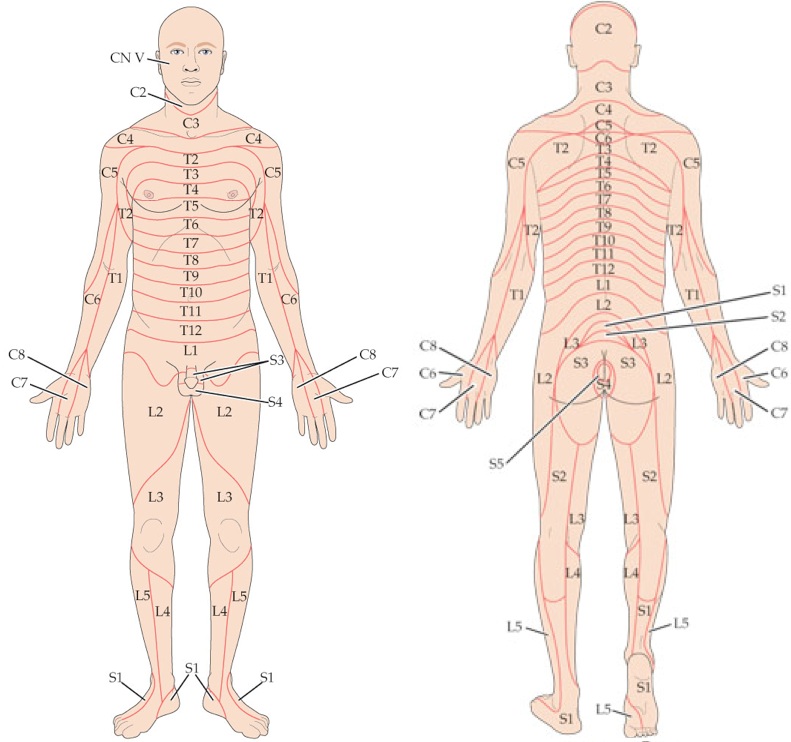 anterior dermatomes