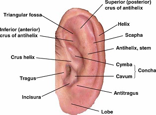 external ear