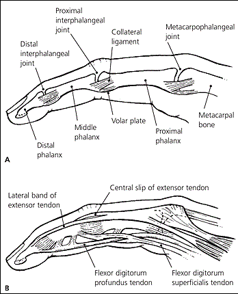 finger anatomy