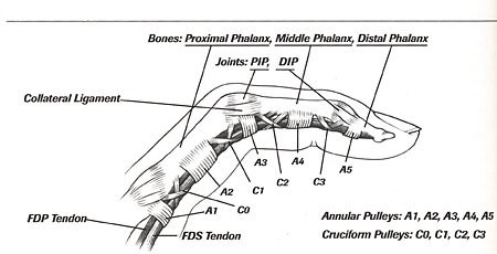 finger pulleys