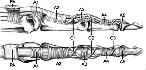 finger pulleys