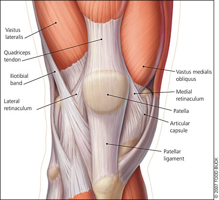 Knee ligaments