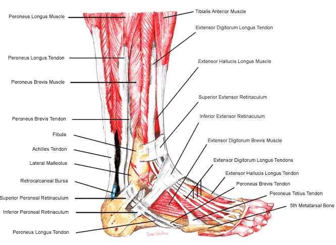 lateral ankle