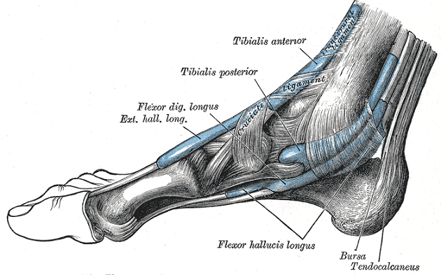 medial ankle