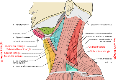 neck triangles