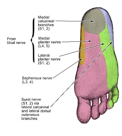 pedal nerves